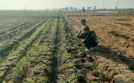 Dukung Ketahanan Pangan, Bhabinkamtibmas Pacinan Dorong Warga Manfaatkan Lahan Kosong untuk Tanaman Produktif
